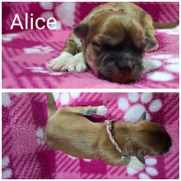 Alice - Red gold female Lhasa Apso puppy in Cincinnati, Ohio from Shangri-La Lhasa Apsos