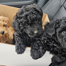 Cavapoo, Cockapoo, Goldendoodle, and Poodle Puppies from Brooke Carlson
