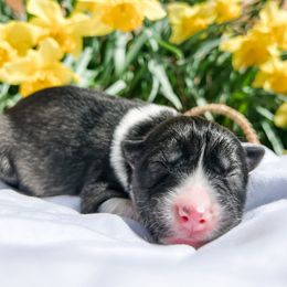 Siberian Husky Puppies from Wooly Woof Siberians