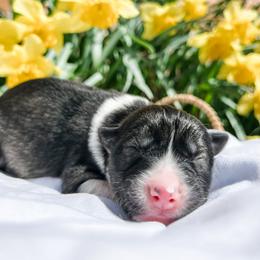 Siberian Husky Puppies from Wooly Woof Siberians