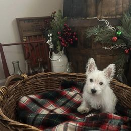 West Highland White Terrier Puppies from Kelli Butterfield