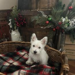 West Highland White Terrier Puppies from Kelli Butterfield