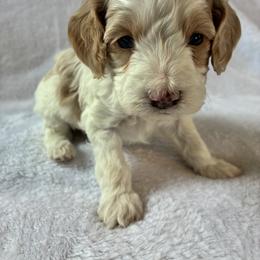 Stormy - Red and white female Cockapoo puppy in Adrian, Oregon from ApplebyFarm