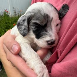 Olive - female Australian Mountain Doodle puppy in Sherrills Ford, North Carolina from Magnolia Grove Farms