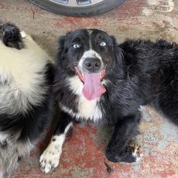 Aussiedoodle, Australian Shepherd, and Catahoula Leopard Dog All Grown Up from C&S Kennels