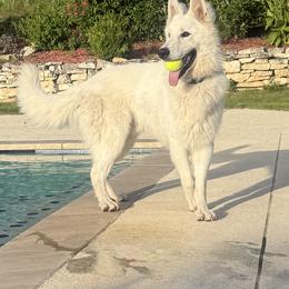 Bond - Berger Blanc Suisse
