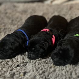 Golden Retriever and Labrador Retriever Puppies from The Golden Leash Kennels