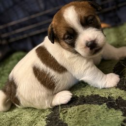 Sarge - White and tan male Russell Terrier puppy in Oklahoma from Elite Russell Terriers