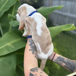 Basset Hound Puppies from Breeze Basset Hounds