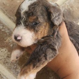 Boy 1 - Red merle Aussiedoodle puppy in San Antonio, Texas from Av’s Poodles and Doodles