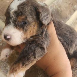 Boy 1 - Red merle Aussiedoodle puppy in San Antonio, Texas from Av’s Poodles and Doodles
