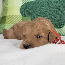 Chester - Apricot male Goldendoodle puppy in Temecula, California from Oodles O'Doodles