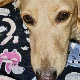 Willow - Dachshund