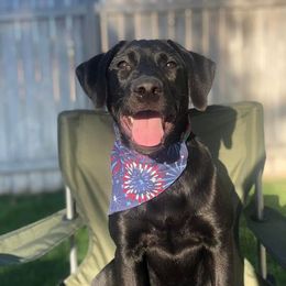 Labrador Retriever All Grown Up from Bourbon Creek Retrievers