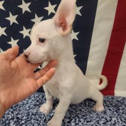 Arthur - White male Chihuahua puppy in Mesa, Arizona from Sun Valley Malinois