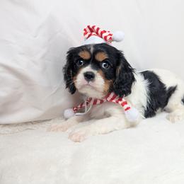 Nicholas - Tri-color male Cavalier King Charles Spaniel puppy in Seymour, Missouri from Painted Blessing's AKC Cavaliers LLC