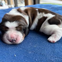 Colette - Tri-Roan female English Springer Spaniel puppy in Robesonia, Pennsylvania from Rogue Mountain Manor