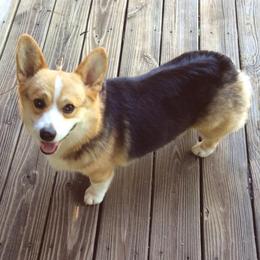 Pembroke Welsh Corgis from Kim Kosmicke's Pembroke Welsh Corgis