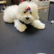 My Regal Empress Viviana - White female Bolognese puppy in San Antonio, Texas from My Regal Bolognese
