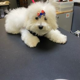 My Regal Empress Viviana - White female Bolognese puppy in San Antonio, Texas from My Regal Bolognese