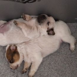 Australian Cattle Dog and Black and Tan Coonhound Puppies from FullMoon Kennel