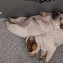 Australian Cattle Dog and Black and Tan Coonhound Puppies from FullMoon Kennel