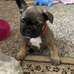 French Bulldog Puppies from Fishie's Frenchies