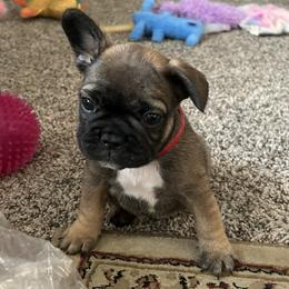 French Bulldog Puppies from Fishie's Frenchies