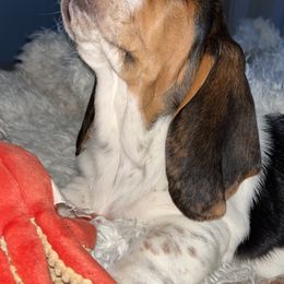 Basset Hound and Dalmatian Puppies from Lazy B Bassets and Dalmatians