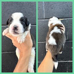 Teal - Mahogany and white female Saint Bernard puppy in Ladysmith, Wisconsin from Northwoods Saint Bernards