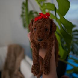Latte - Red  female Poodle puppy in Miami, Florida from COFFEE’S HEARTLINE POODLES