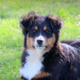 Australian Shepherds from Jackson Family Aussies