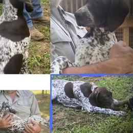 Dolly - German Shorthaired Pointer