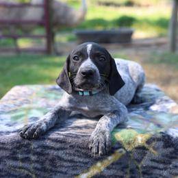 Blue - Black roan female German Shorthaired Pointer puppy in Fountain Run, Kentucky from Whiskey River Farm