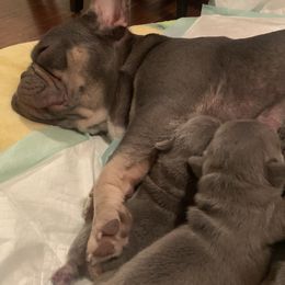 French Bulldog Puppies from Andrea's French Bulldogs