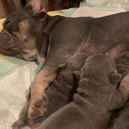 French Bulldog Puppies from Andrea's French Bulldogs