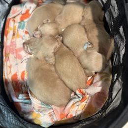 Dachshund and French Bulldog Puppies from Country Bumpkins