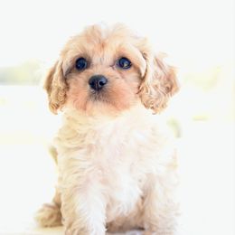 Female 1 - Apricot female Cavapoo puppy in Lawton, Oklahoma from Lindsey’s Cavies