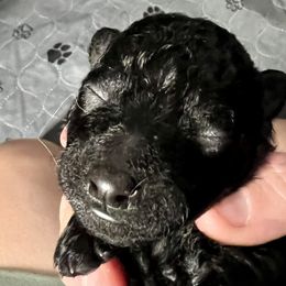 Boy 2 - Black male Mudi puppy in Raeford, North Carolina from Wodan Kennels
