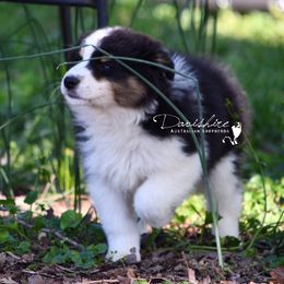 Australian Shepherd Puppies from Davishire Australian Shepherd