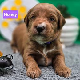 Honey - Red  female Goldendoodle puppy in Summerville, South Carolina from Channys Doodles