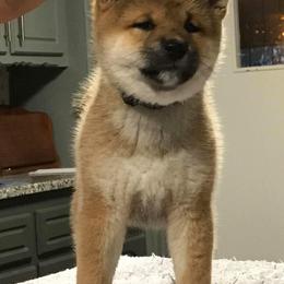 Shiba Inu Puppies from Avalon/Amaterasu-Omikami Sou