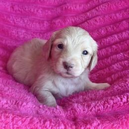 Ella - Cream female Dachshund puppy in Hornbeck, Louisiana from A&Z Mini Dachshunds