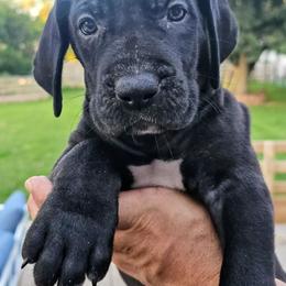 Paulette - Black female Great Dane puppy in Princeton, Indiana from Phantasm Farms