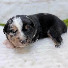 Jubilee - Lavendar - Blue merle female Australian Shepherd puppy in San Marcos, California from Faith Family Freedom Farm