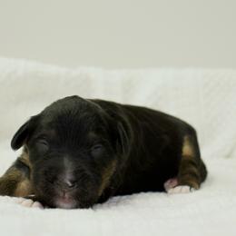 Chilli - Black phantom female Aussiedoodle puppy in Decatur, Illinois from Signature Doodles