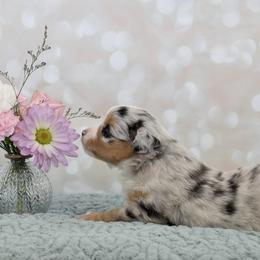 Toy Australian Shepherd Puppies from Shooting Stars Ranch Toy and Mini Aussies