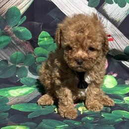 Remi - Red  Poodle puppy in Pearland, Texas from Destiny’s Kennel