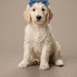 Daisy - Cream female Goldendoodle puppy in Clifton, Arizona from Denim & Doodles