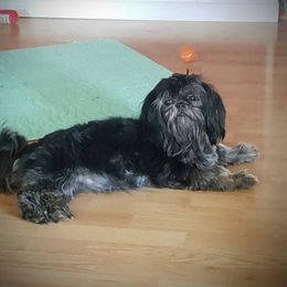Betty - Shih Tzu